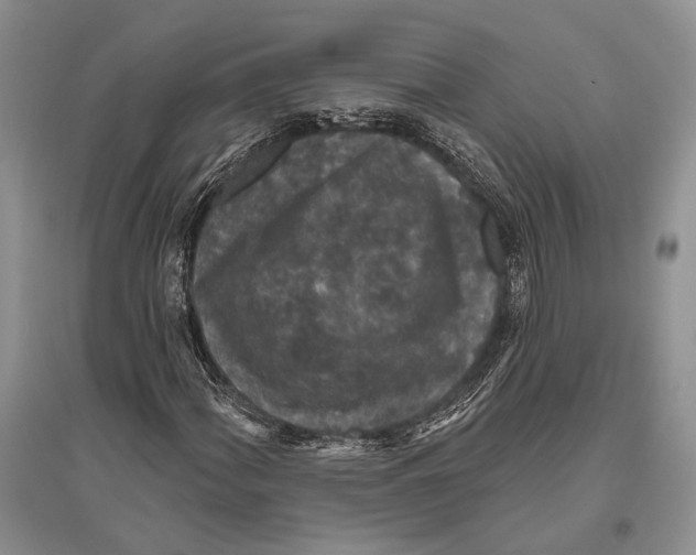 X0000096431060200802211141