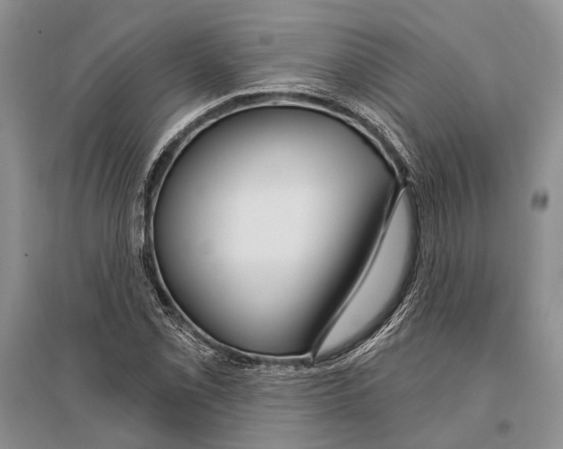 X0000096431069200802211141