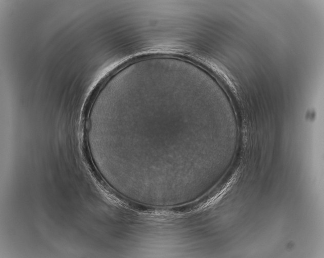 X0000096431077200802211141