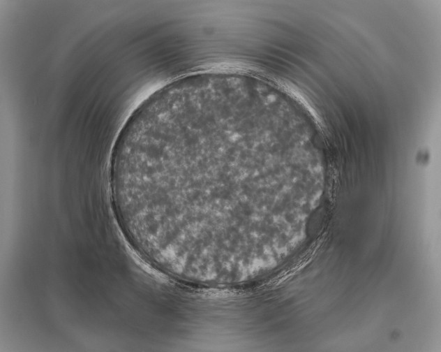 X0000096431087200802211141