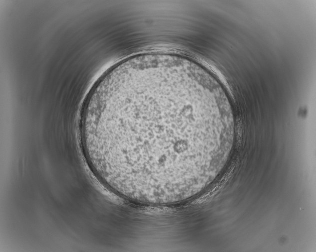 X0000096431091200802211141