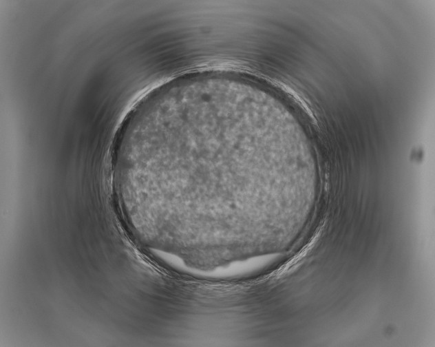 X0000096431117200802211140