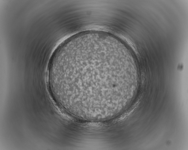 X0000096431125200802211140
