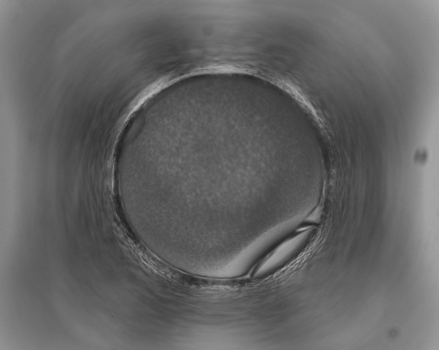 X0000096431173200802211140