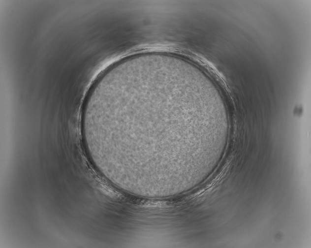 X0000096431174200802211140