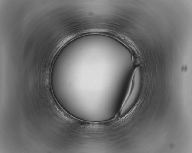 X0000096431177200802211139