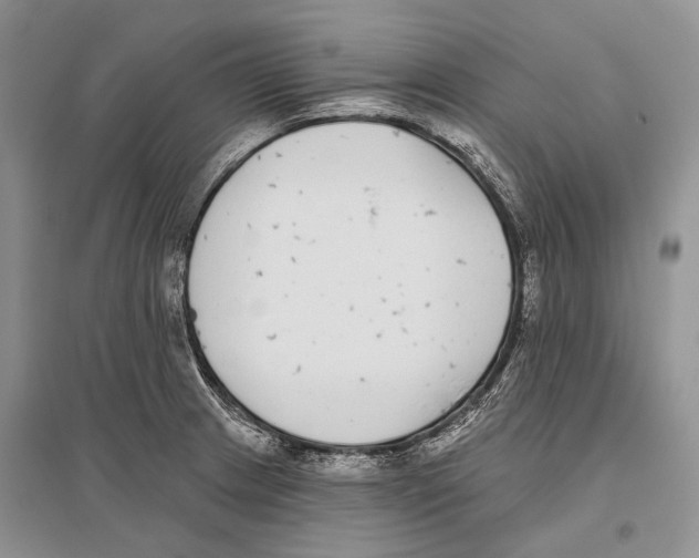 X0000096431233200802211139