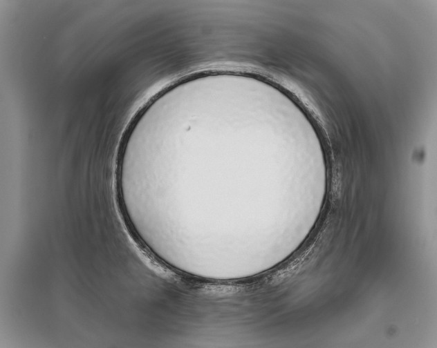 X0000096431237200802211139