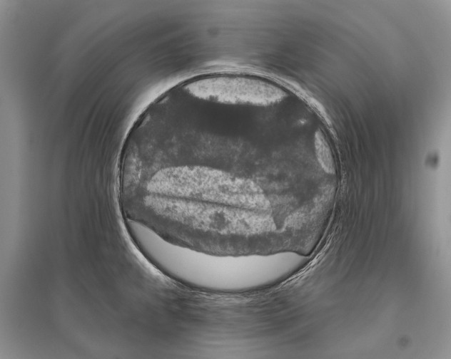 X0000096431239200802211139