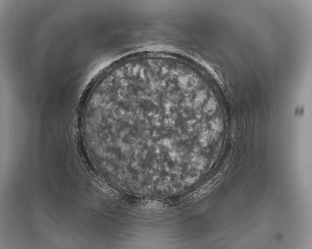 X0000096431263200802211138