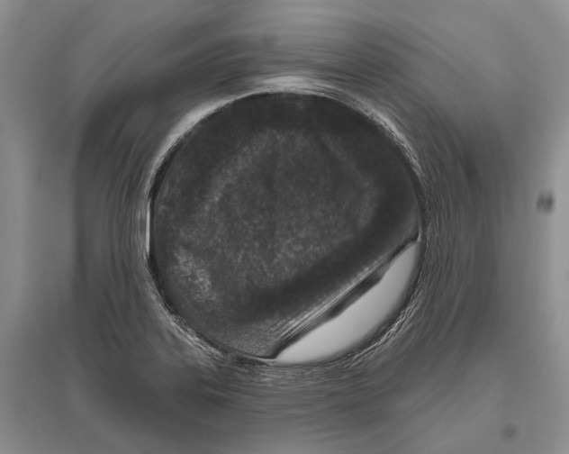 X0000096431323200802211137