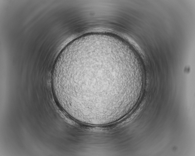 X0000096431329200802211137