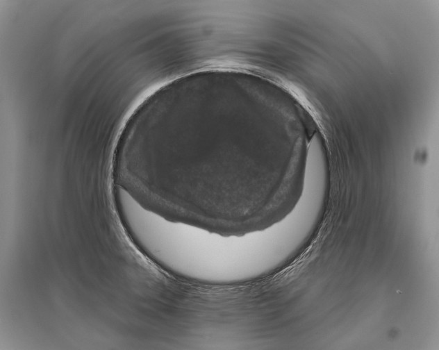 X0000096431331200802211137