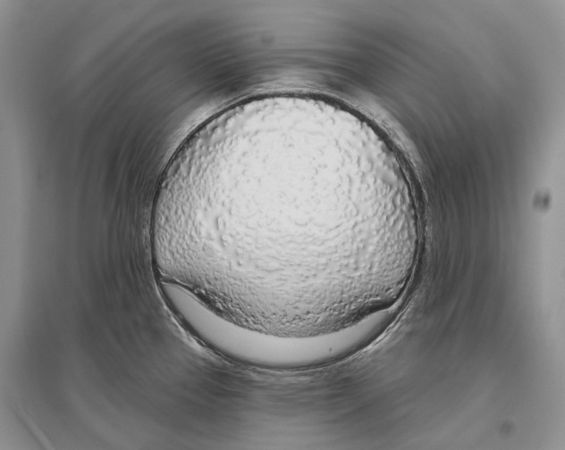 X0000096431337200802211137