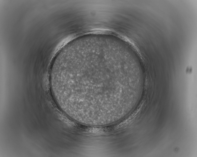 X0000096431362200802211137