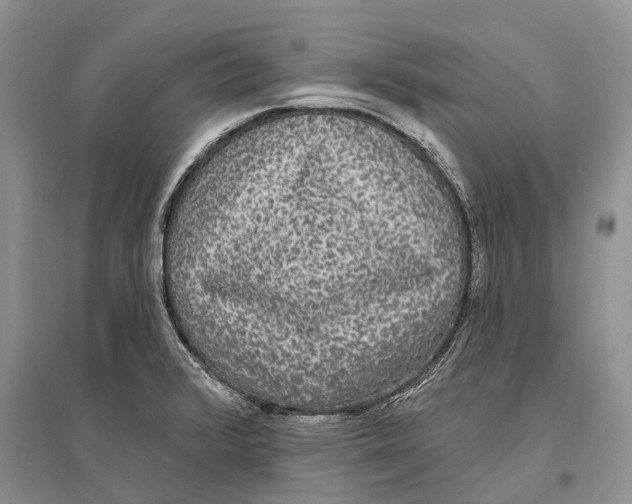 X0000096431376200802211136