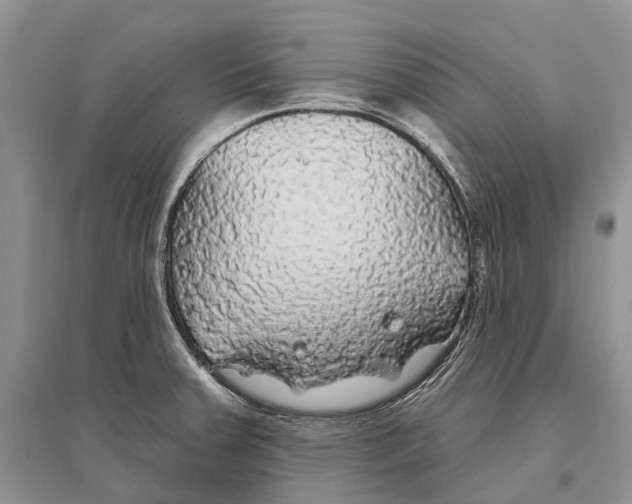 X0000096431379200802211136