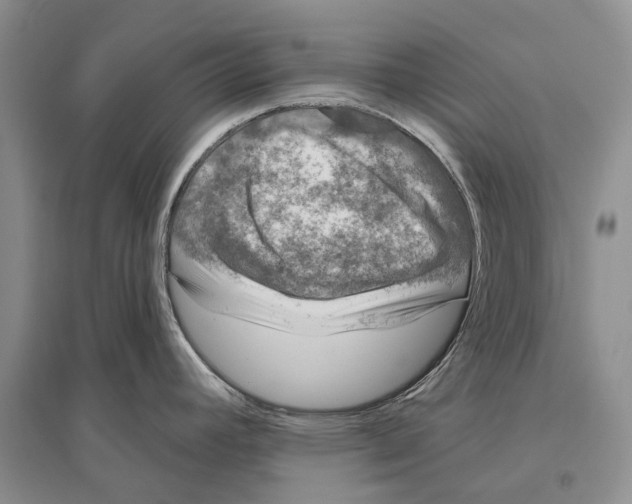 X0000096431392200802211136
