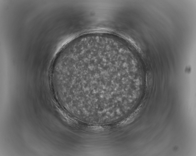X0000096431405200802211136