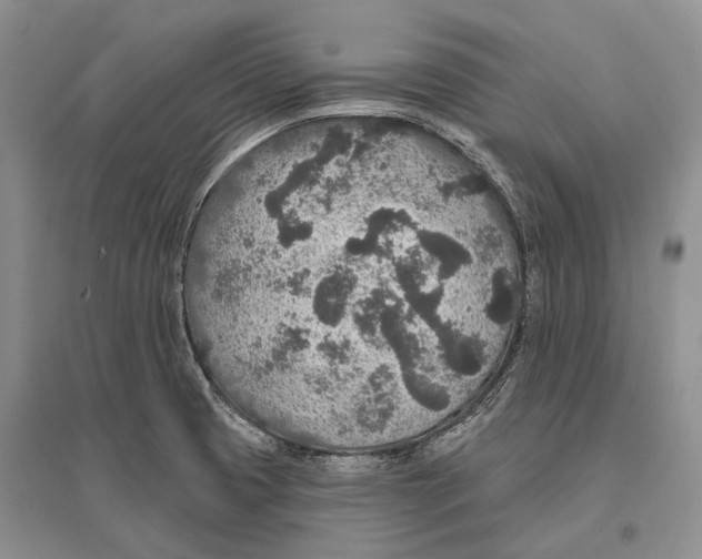X0000096431425200802211136