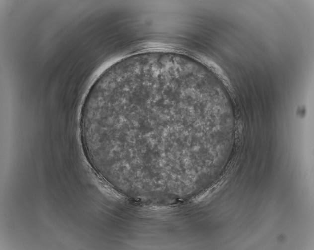 X0000096431427200802211136