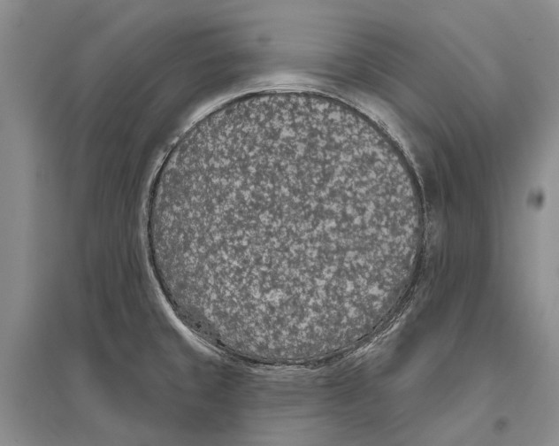 X0000096431429200802211136