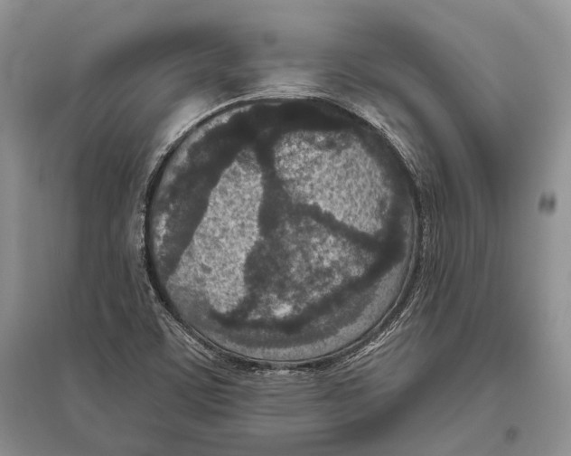 X0000096431459200802211135
