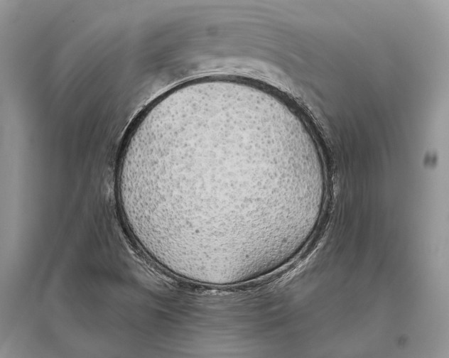 X0000096431505200802211134