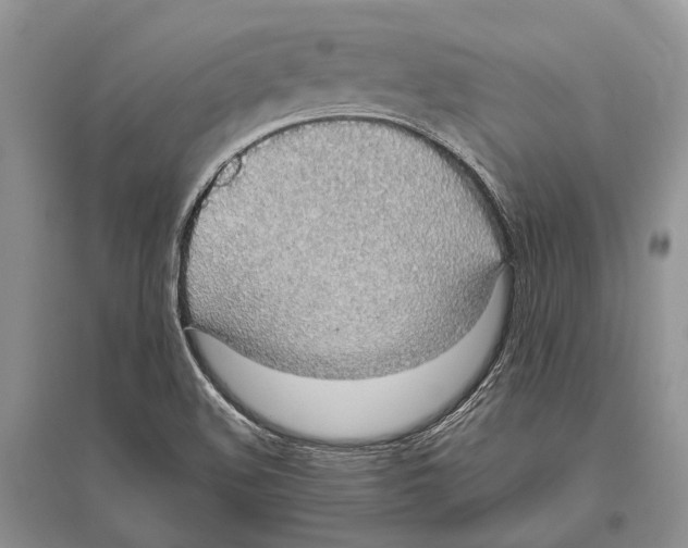 X0000096431508200802211134
