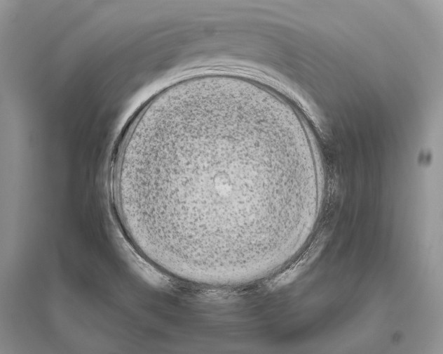 X0000096431514200802211134