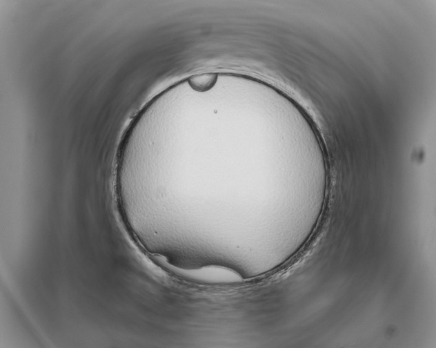 X0000096431525200802211135