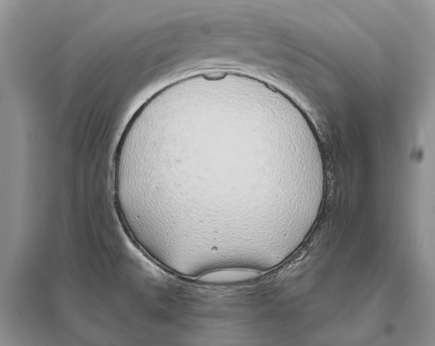 X0000096431527200802211135