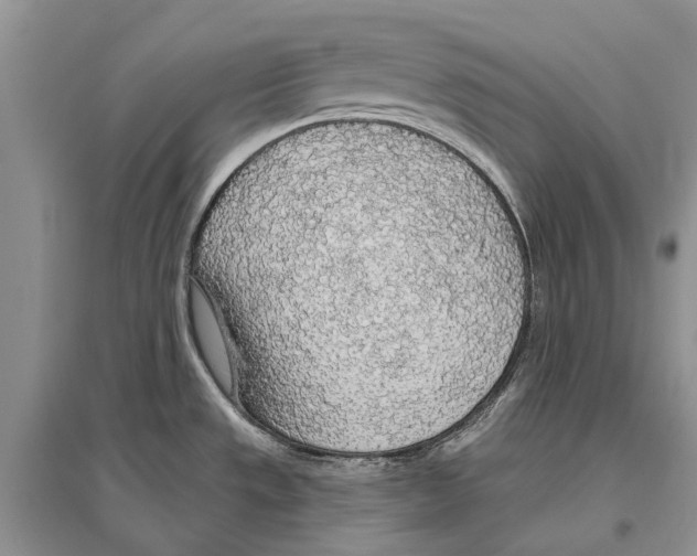X0000096431533200802211135