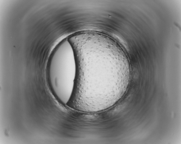 X0000096441125200801241112