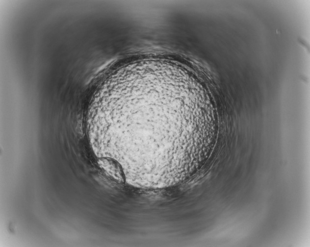 X0000096441205200801241110
