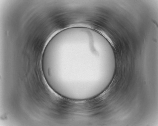 X0000096441484200801241107