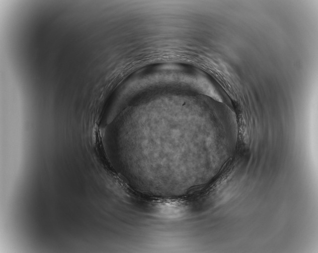 X0000096440235200801241405