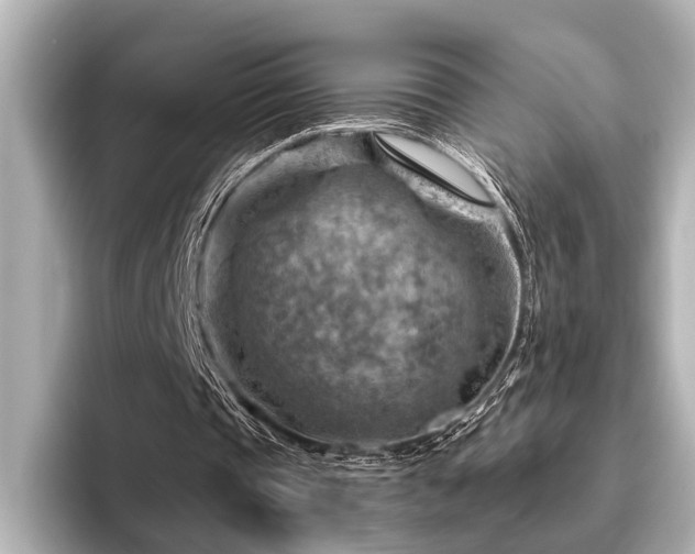X0000096440337200801241403