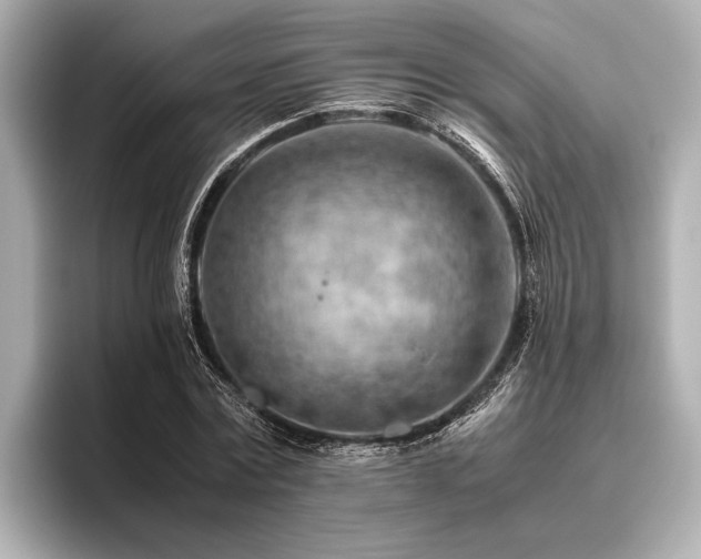 X0000096440779200801241358