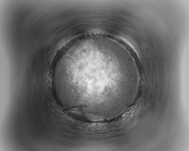 X0000096440823200801241357