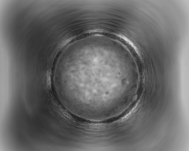 X0000096440921200801241355