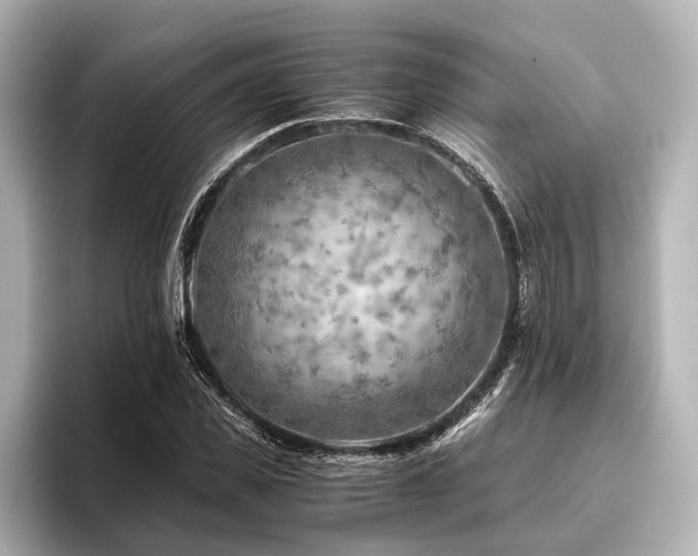 X0000096440925200801241355