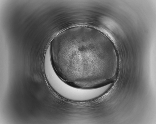 X0000096440953200801241356
