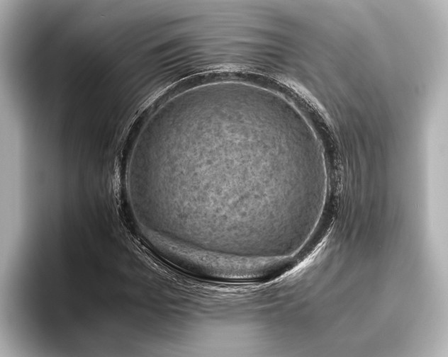 X0000096440969200801241355