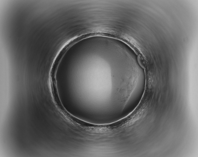 X0000096441024200801241354