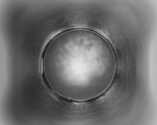 X0000096441223200801241352