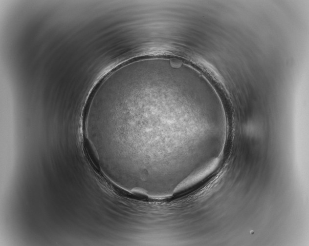 X0000096441226200801241352