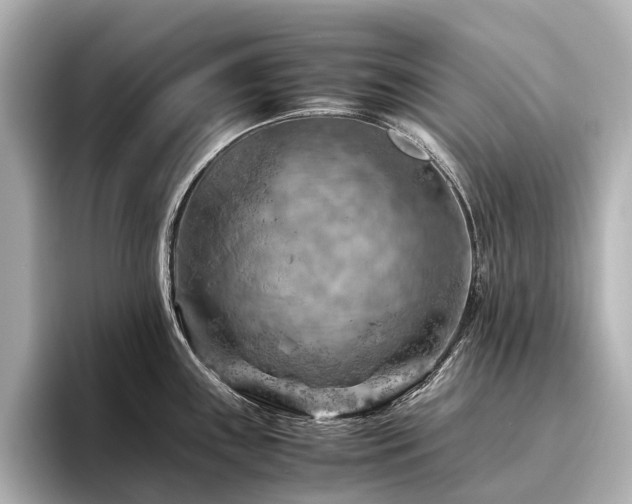 X0000096441243200801241352