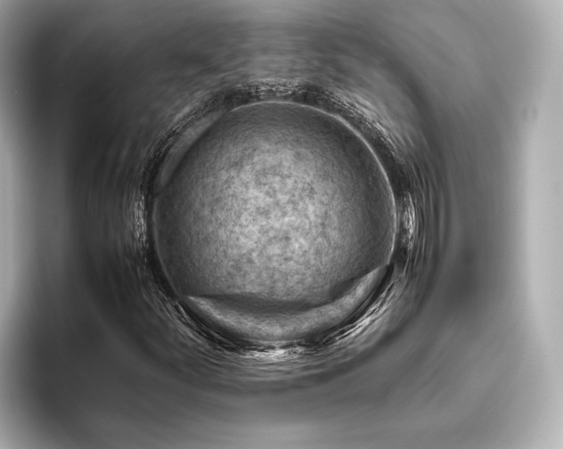 X0000096441252200801241351