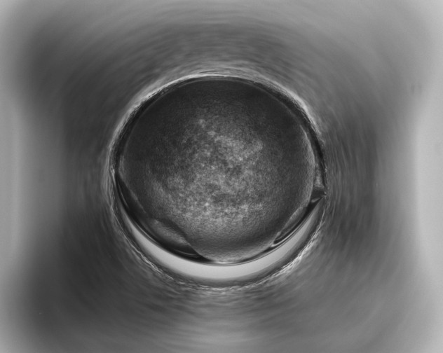 X0000096441506200801241348